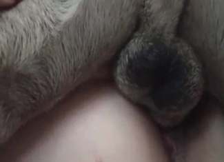 Animal fuck clip starring a hound