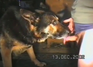 Lustful dog is practicing an oral fuck