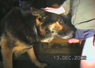 Lustful dog is practicing an oral fuck