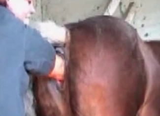 Ass fucking session with a farm animal