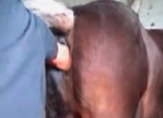 Ass fucking session with a farm animal