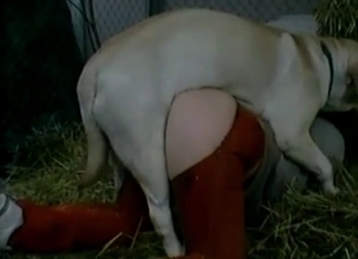 Extremely great animal fuck video