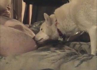 Cute slut is fucking passionately with a beast