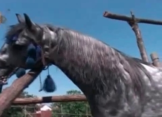 Lovely model is tasting a horse's boner