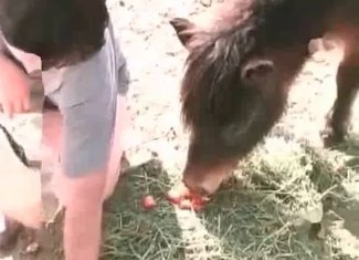 Asian slut is licking her puppy's balls wildly