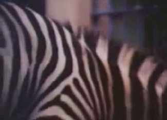 Beautiful zebras fuck in doggy style pose