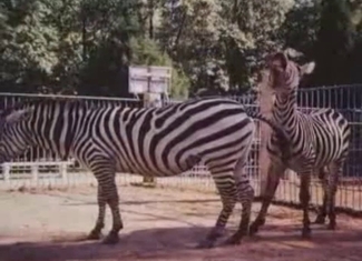 Beautiful zebras fuck in doggy style pose