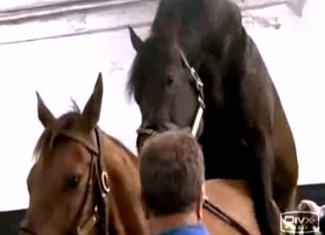 Nice to look at how horses are fucking