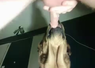 Trained doggy licks my dick with passion