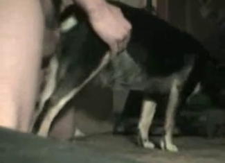 Hardcore anal bestiality with a small dog