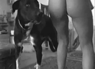 Big black dog licks and fucks her crack