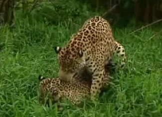 Wild leopards are banging so sensual