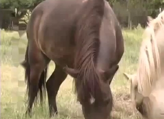 Sticking my hard dick in horse asshole
