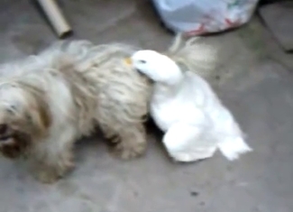 Duck is trying to bang my cute poodle
