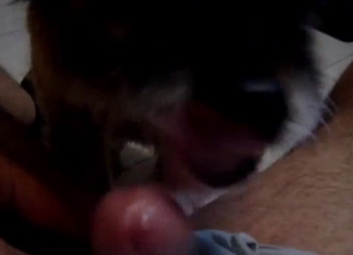 Sexy doggy licks my hard cock with love