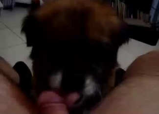 Sexy doggy licks my hard cock with love