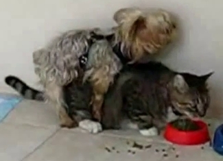 Confused kitten raped by a dog