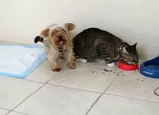 Confused kitten raped by a dog
