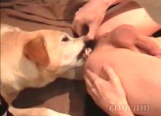 Kinky zoophile gets a nice rimjob