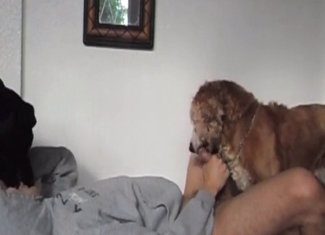 Amazingly wild sex between a hound and a human