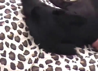 Chubby guy wants to fuck a little puppy
