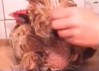 Passionate cock gets banged with this massive toy