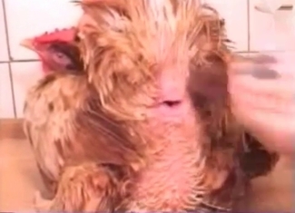 Passionate cock gets banged with this massive toy