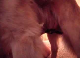 Sexy puppy gets its cock touched and sucked