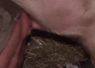 Sensational pig is punishing a model