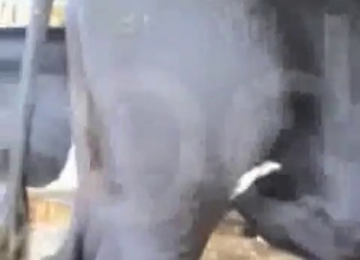 Massive beast is banging a pervert