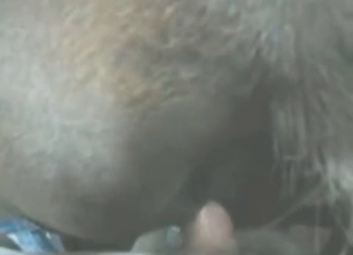 Wild stallions are being banged so hard