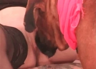 Cur wants to lick its owner's vagina