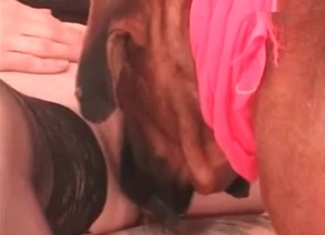 Cur wants to lick its owner's vagina