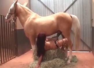 Masturbation session with a horse