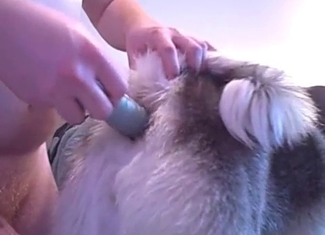 Lovely puppy gets banged with a massive toy