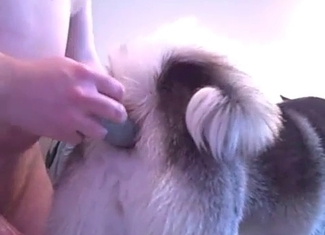 Lovely puppy gets banged with a massive toy