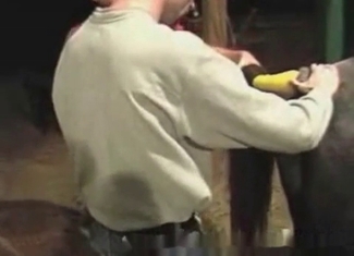 Lucky stallion is being presented with an ass licking