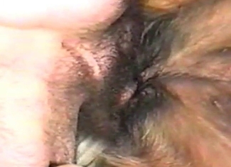 Pervert is banging a puppy on cameras
