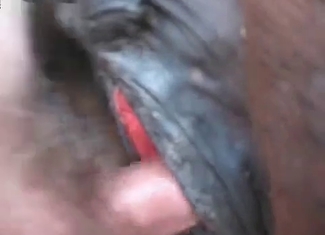 Lustful stallion is happy to be fucked in asshole