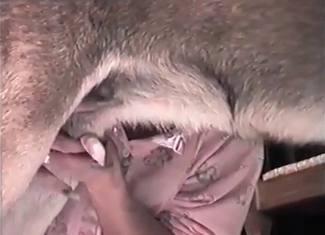 Dirty girl is enjoying a fuck with a cur