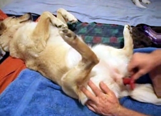 Gentle hound is getting its asshole penetrated