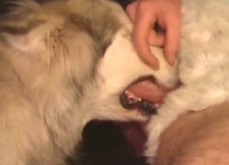 Lustful puppy is practicing an oral sex with a human