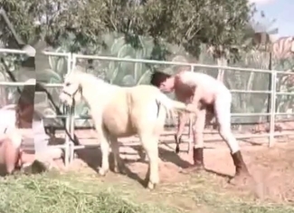 Passionate stallion is satisfying a zoophile