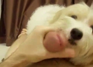 Cute white puppy gives me a very nice blowjob