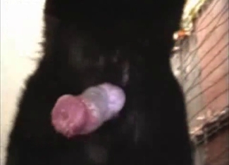 Black dog with pink cock is trying to fuck