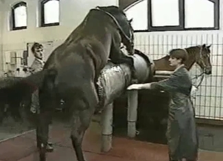 Big black stallion bangs a fucking machine