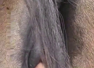 Sticking my hard dick in horse asshole