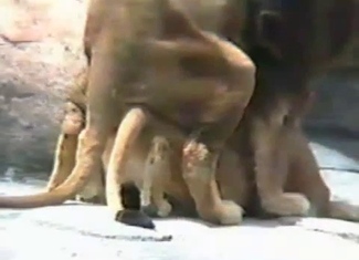 Lion wants to fuck its hot lioness