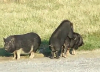 Two pigs or boars getting it on