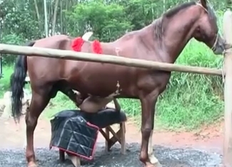 Horse is enjoying a wild anal penetration